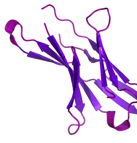 ZBTB7B, ID (Zinc Finger And BTB Domain-containing Protein 7B, Zinc Finger Protein 67 Homolog, Zfp-67, Zinc Finger And BTB Domain-containing Protein 15, Zinc Finger Protein Th-POK, T-helper-inducing POZ/Krueppel-like Factor, Krueppel-related Zinc Finger Pr