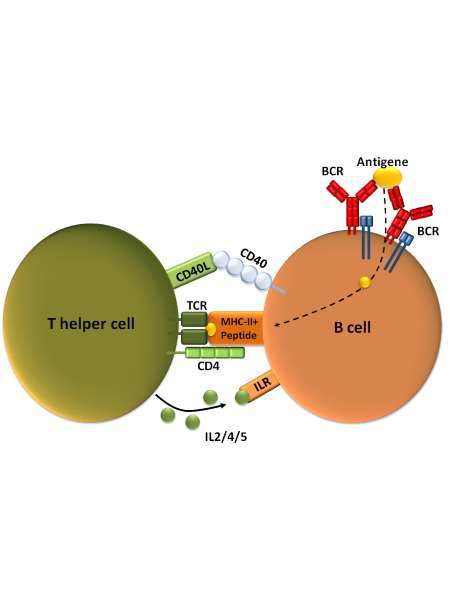 CD4, T-Cell, Helper/Inducer, MHC Class II Rec., HIV Rec., Clone: YNB46.1.8, Rat Mouse Monoclonal antibody-Human; flow