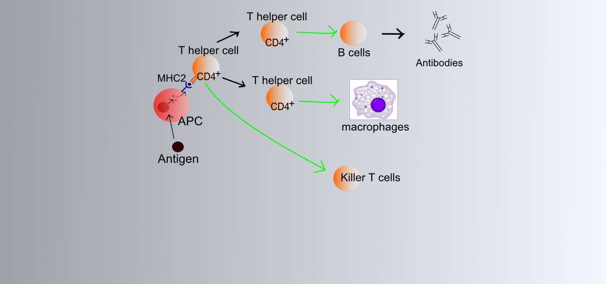 Lymphocyte activation simple