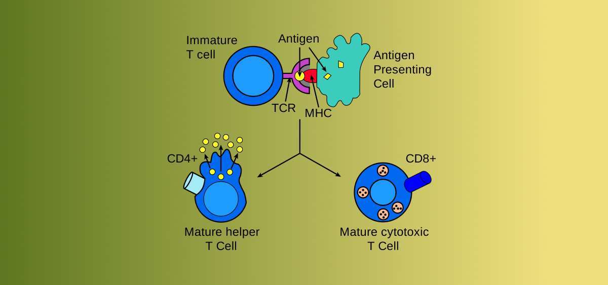 Antigen presentation