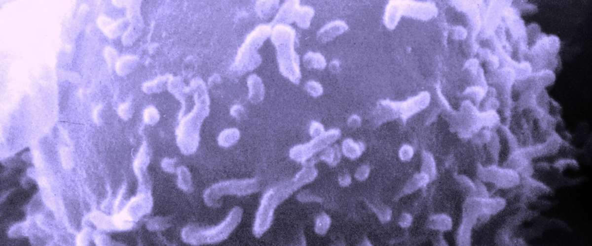 AAV-2 Helper Free Bicistronic Expression System (Puro)